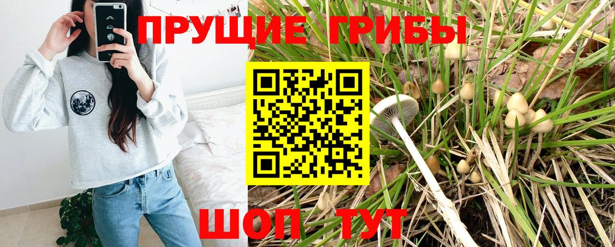 Псилоцибиновые грибы Psilocybe Снежинск